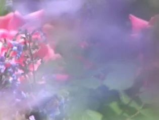 Jonas Mekas, Requiem, Flowerbed