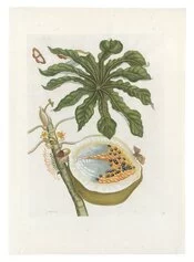 Maria Sibylla Merian, Da Metamorphosis Insectorum Surinamensium 1730, Acquaforte colorata a mano, Graphische Sammlung ETH Zürich