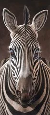 08844 Polloni   Zebra, cm 90x40