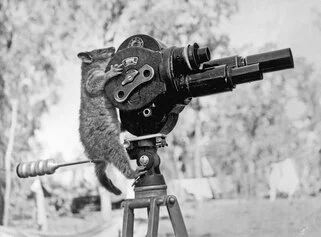 Bogdanska, Untitled (to recognise: “Possum with camera”)
Harold George Dick, Untitled, Australia: Northern Territory, 13 August 1943. Source: Australian War Memorial. From “Shifters” by Marta Bogdańska