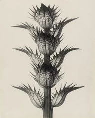 Karl Blossfeldt, Acanthus mollis (Soft Acanthus, Bear’s Breeches. Bracteoles with the Flowers Removed, Enlarged 4 Times), 1898–1928 Gelatin silver print, 29.8 x 23.8 cm The Museum of Modern Art, New York Thomas Walther Collection. Gift of Thomas Walther © 2021 Karl Blossfeldt / Artists Rights Society (ARS), New York Digital Image © 2021 The Museum of Modern Art, New York