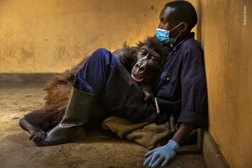 71 © Brent Stirton, Wildlife Photographer of the Year
La morte di Ndakasi.(Sud Africa).
Vincitore Fotogiornalismo Ndakasi gorilla molto amato