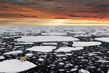 Marco Gaiotti, Un solitario orso polare nell’Artico