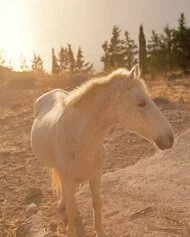 And I Saw, and Behold, a White Horse, Patmos, 2022, Giulia Mangione
