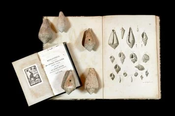 Conchiglie fossili Collezione Brocchi (Copy Right Museo St. Nat. Milano, foto G.A.Rossi)