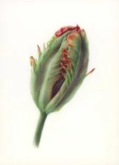 M, Kiselyova, Doorman's Record Tulip Bud, 2020, 19 cm x 14 cm (framed 30 cm x 24 cm), watercolour on vellum