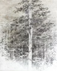 Shoko Okumura, Tree portrait. Courtesy Manifesto Blanco